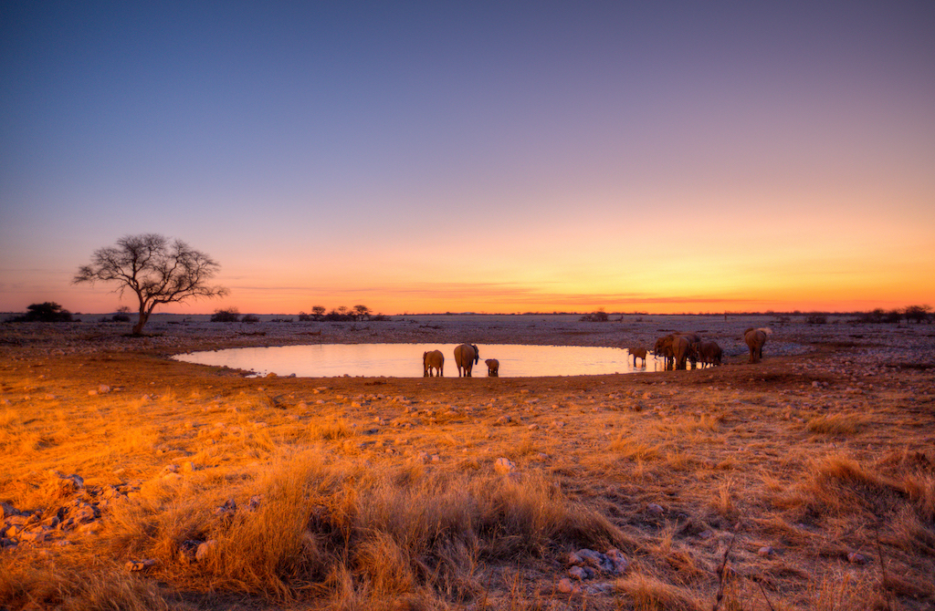 Etosha Safari